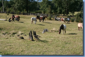 HOrses grazing on a paddock.